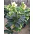 Helleborus VIV Maeva - Hunyor