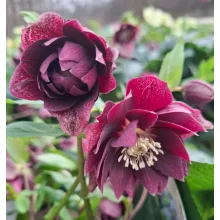 Helleborus VIV Luisa - Hunyor