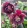 Helleborus VIV Luisa - Hunyor