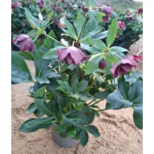 Helleborus VIV Luisa - Hunyor