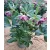 Helleborus VIV Luisa - Hunyor