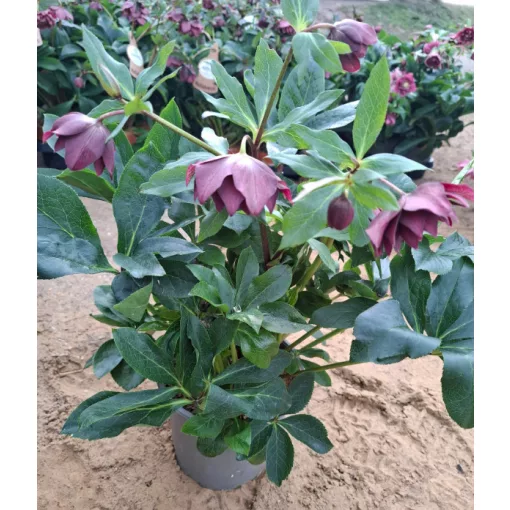 Helleborus VIV Luisa - Hunyor