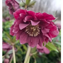 Helleborus VIV Catherina - Hunyor