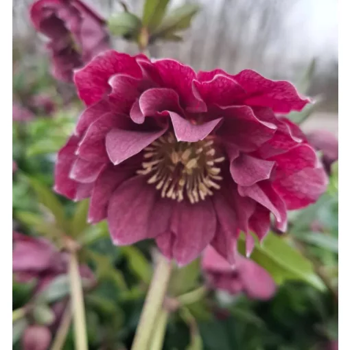 Helleborus VIV Catherina - Hunyor