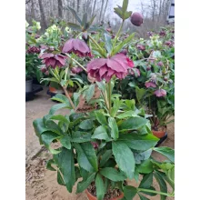 Helleborus VIV Catherina - Hunyor