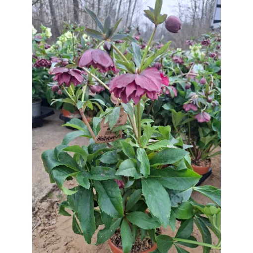 Helleborus VIV Catherina - Hunyor