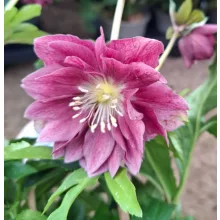 Helleborus VIV Ariana - Hunyor