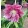 Helleborus VIV Ariana - Hunyor