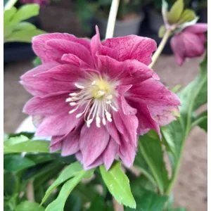 Helleborus VIV Ariana - Hunyor