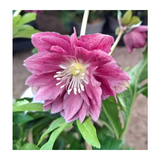 Helleborus VIV Ariana - Hunyor