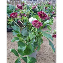 Helleborus VIV Ariana - Hunyor