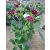 Helleborus VIV Ariana - Hunyor