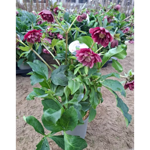 Helleborus VIV Ariana - Hunyor