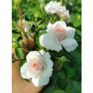 Rosa Bonica 82 - Bokorrózsa