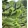 Araucaria araucana (p19) - Chilei araukária