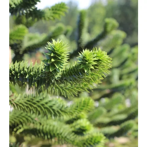 Araucaria araucana (p19) - Chilei araukária