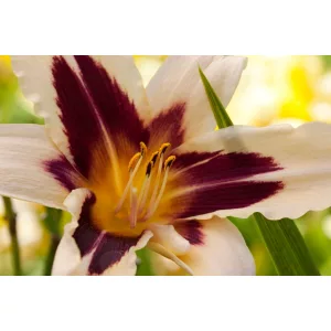 Hemerocallis Wild Horses - Sásliliom