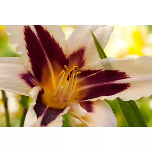 Hemerocallis Wild Horses - Sásliliom