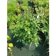 Rosa Bonica 82 - Bokorrózsa