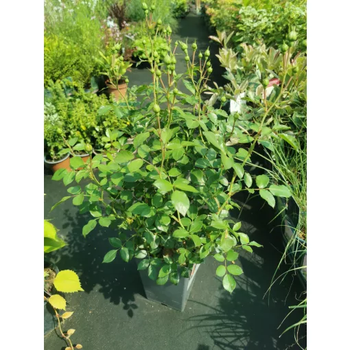 Rosa Bonica 82 - Bokorrózsa