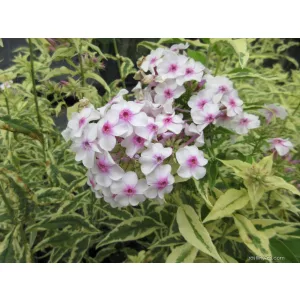 Phlox paniculata Creme de Menthe - Bugás lángvirág