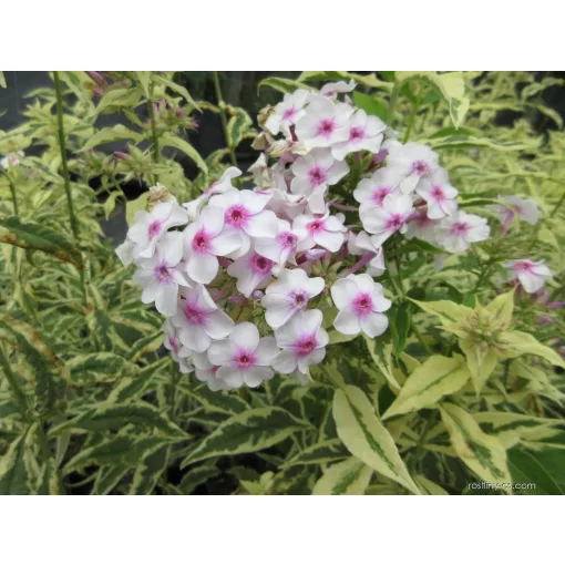 Phlox paniculata Creme de Menthe - Bugás lángvirág