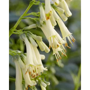 Phygelius rectus Candy Drops Cream - Folyóharang