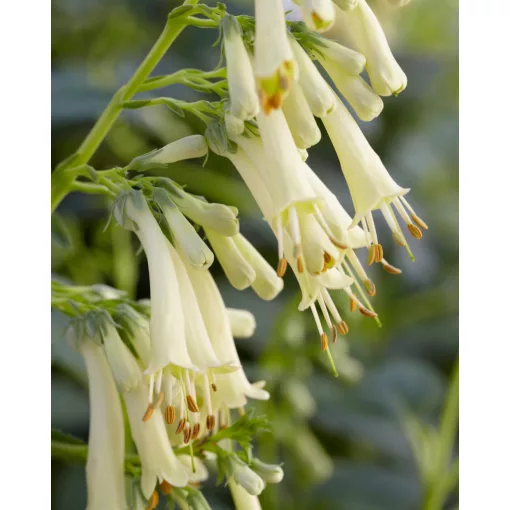 Phygelius rectus Candy Drops Cream - Folyóharang