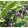 Ribes Jostaberry - Josta