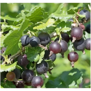 Ribes Jostaberry - Josta