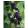 Rubus fruticosus Black Satin - Fekete szeder (tüskétlen)