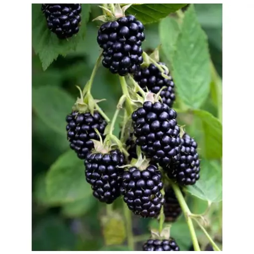 Rubus fruticosus Black Satin - Fekete szeder (tüskétlen)