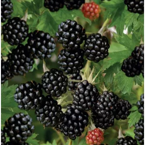 Rubus fruticosus Thornfree - Fekete szeder (tüskétlen)