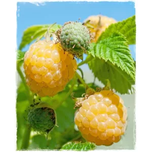 Rubus idaeus FallGold - Sárga málna