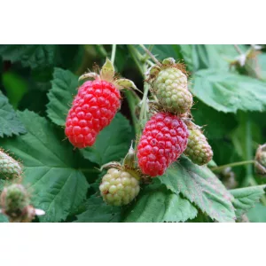 Rubus Loganberry - Kaliforniai szedermálna