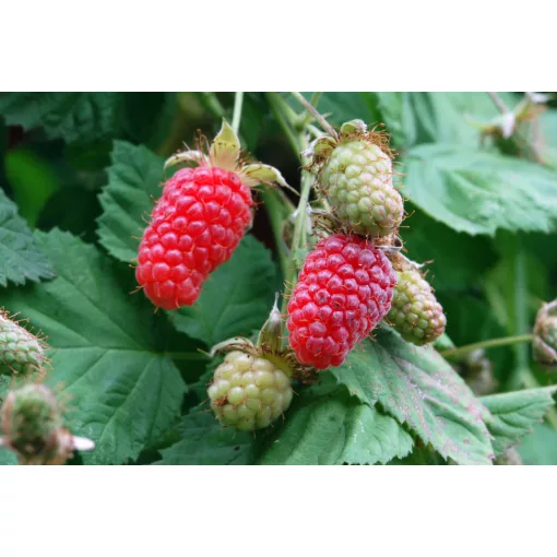 Rubus Loganberry - Kaliforniai szedermálna