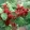 Rubus phoenicolasius - Japán szeder