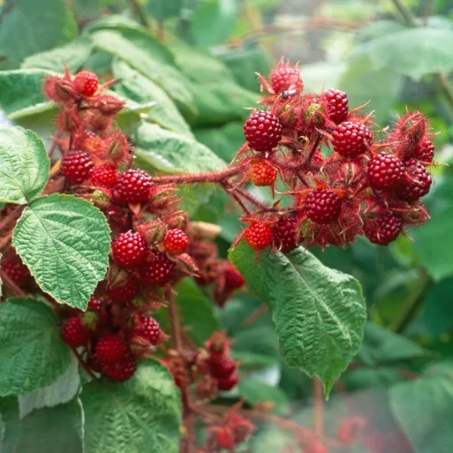 Rubus phoenicolasius - Japán szeder