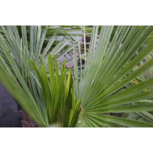 Trachycarpus fortunei (p15) - Kínai kenderpálma