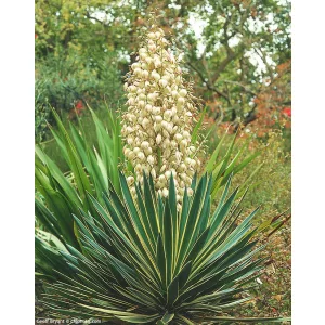 Yucca gloriosa Variegata - Pompás pálmaliliom