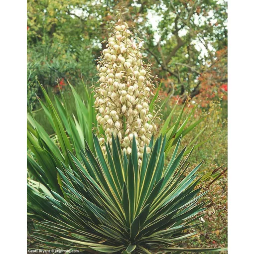 Yucca gloriosa Variegata - Pompás pálmaliliom