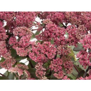   Sedum telephium Seduction Hot Rose Dark Stems - Pompás varjúháj