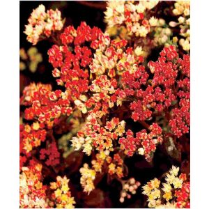 Sedum telephium Peach Pearls  - Pompás varjúháj
