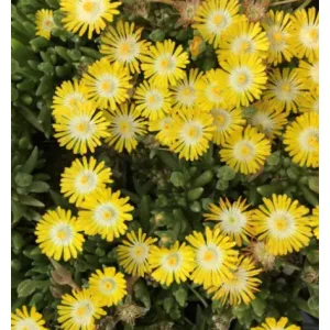 Delosperma Jewel of Desert Peridot - Kristályvirág