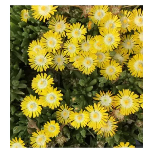 Delosperma Jewel of Desert Peridot - Kristályvirág