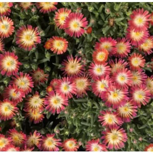 Delosperma Jewel of Desert Ruby - Kristályvirág