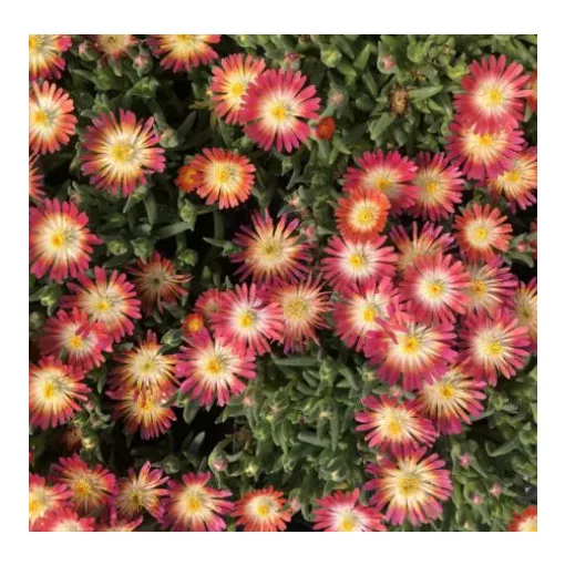 Delosperma Jewel of Desert Ruby - Kristályvirág