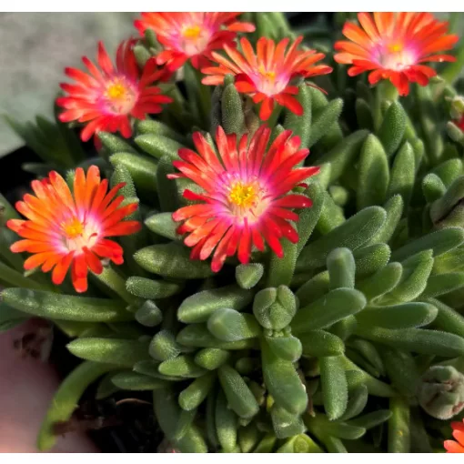 Delosperma Jewel of Desert Sunstone - Kristályvirág