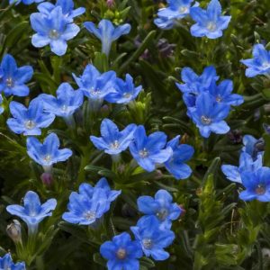 Lithodora diffusa Tidepool Blue - Kőmagcserje