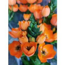 Madártej - Ornithogalum dubium